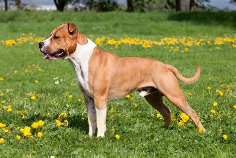 How To Train Your American Staffy Puppy at Cameron Malone blog