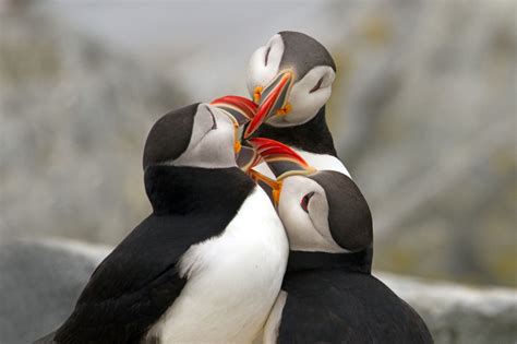 Puffins Kissing | Pet birds, Puffin, Cat bird