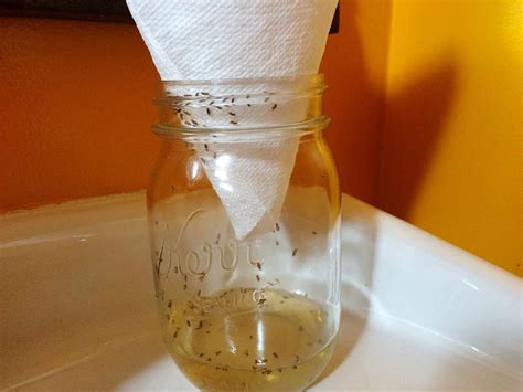 13 Ways to Get Rid of Fruit Flies Naturally