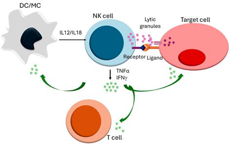 Maintaining the Balance: Regulation of NK Cell Activity