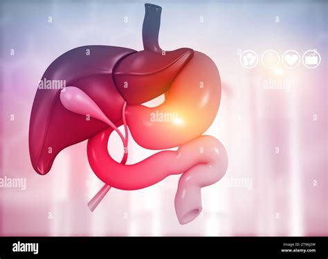 Anantomy of Liver stomach pancreas gallbladder and spleen on medical ...
