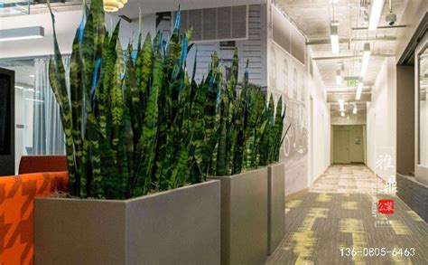 办公室装修--员工区绿植摆放方案 _北京「金视觉」装饰工程有限公司