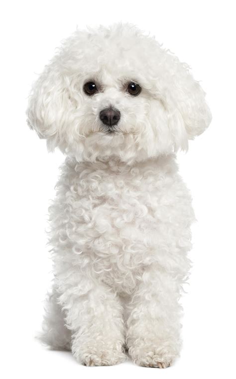 Small White Curly Dog Breeds >>> Read more about living with pet dogs ...