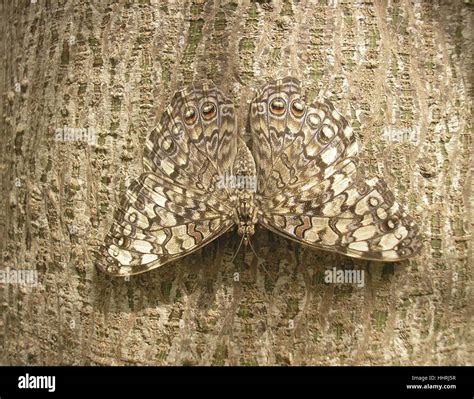 Camo Butterfly