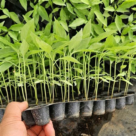 Green chilly seedlings-well rooted, 3 weeks old, Brand: Sierra ...