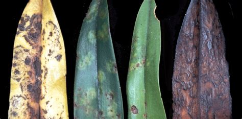 Image result for Vegetative Pathogens