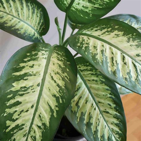 Dieffenbachia Tropic Snow - Plant Farm Online
