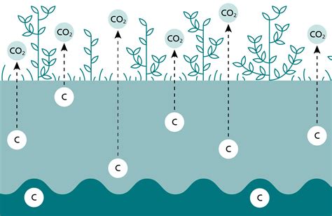 Restoration of peatland in Sous-Martel-Dernier