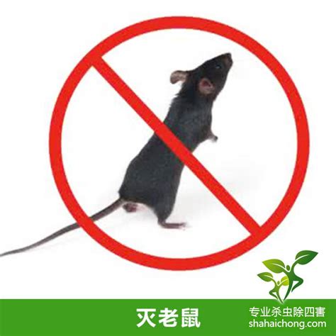 灭鼠公司针对常见灭鼠方法的效果分析_老鼠防治_除四害消杀灭虫网
