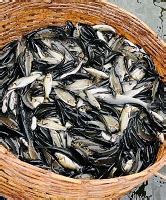 “Climate Resilient Technology Demonstration and Fish Harvesting” in ...