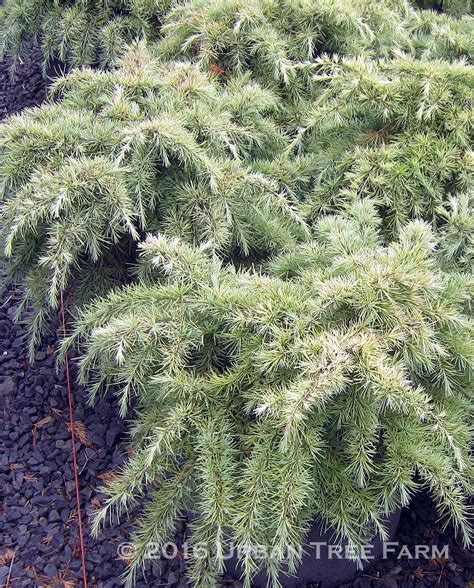 Cedrus deodara 'Snow Sprite' | Urban Tree Farm Nursery