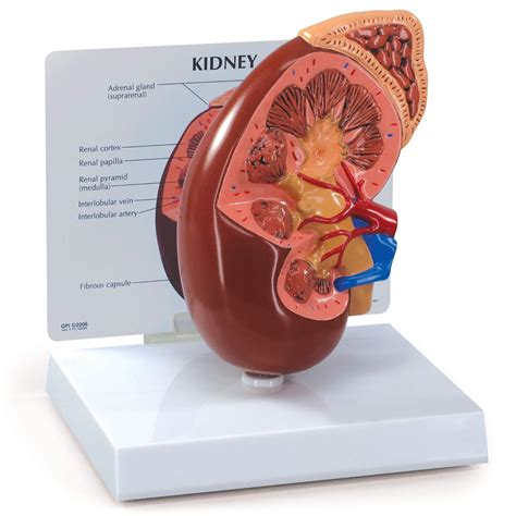 Kidney Model | Human Body Anatomy Replica of Normal India | Ubuy