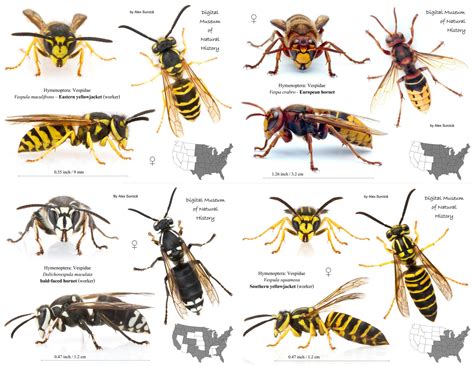 Hornet vs Bee - What's the Difference?