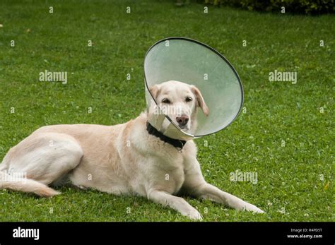 Protection of Lab Dog 的图像结果