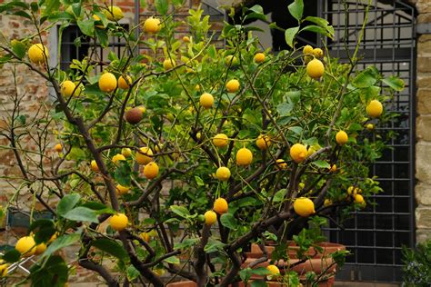 Vegetable Gardening Category - Page 21 of 23 - Gardeners' Magazine