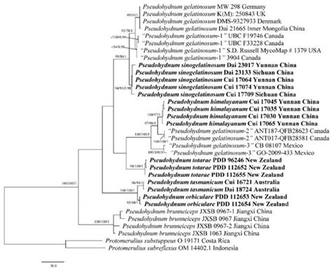 Phylogeny and Diversity of the Genus Pseudohydnum (Auriculariales ...