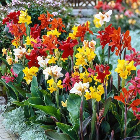 Live Green Flower Bulbs | Canna Lily 5 Exotic Flower Bulbs For All ...