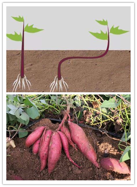 四月栽红薯要注意！掌握这5个种植诀窍，个大饱满卖相好 | 南阳市固德威机械装备有限公司