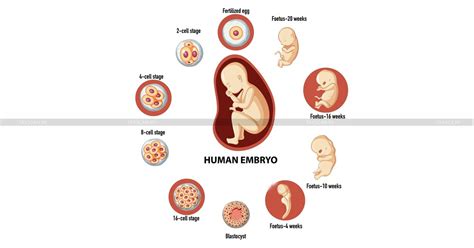 Central Govt Prohibits Import of Human Embryos and Gametes [Read ...