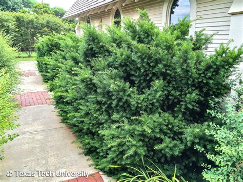 Japanese Yew Hedge