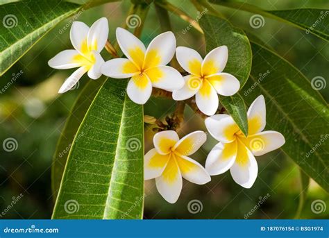 Yellow And White Flowers