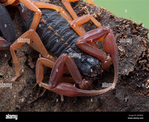 close-up of a very colourful, newly molted male brown bark scorpion (Florida bark scorpion ...
