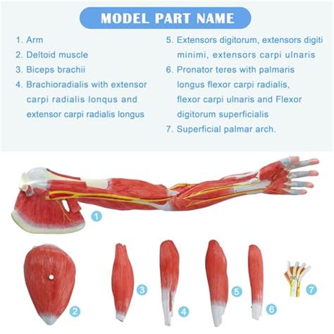 new horizon human arm anatomical muscle model anatomy arm mode | Shop ...