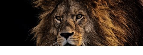 The Regal Lion: The Majestic Top Cats keeping the Ecosystem Balanced ...