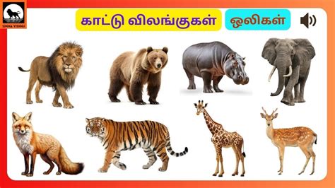 Image result for Public Main Java