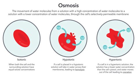 Red Blood Cell Diagram