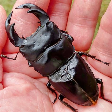 insect shop Deep Purple