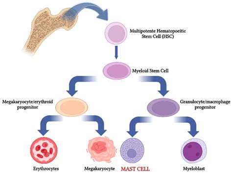 Mast Cells