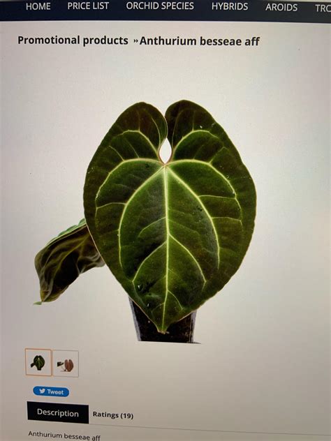 What is aff? This is anthurium besseae aff : r/RareHouseplants