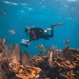 The Mission: Iconic Coral Reefs Lunch and Learn Webinar, Online event ...