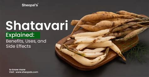 Shatavari Benefits, Uses, and Side Effects Explained – Sheopals