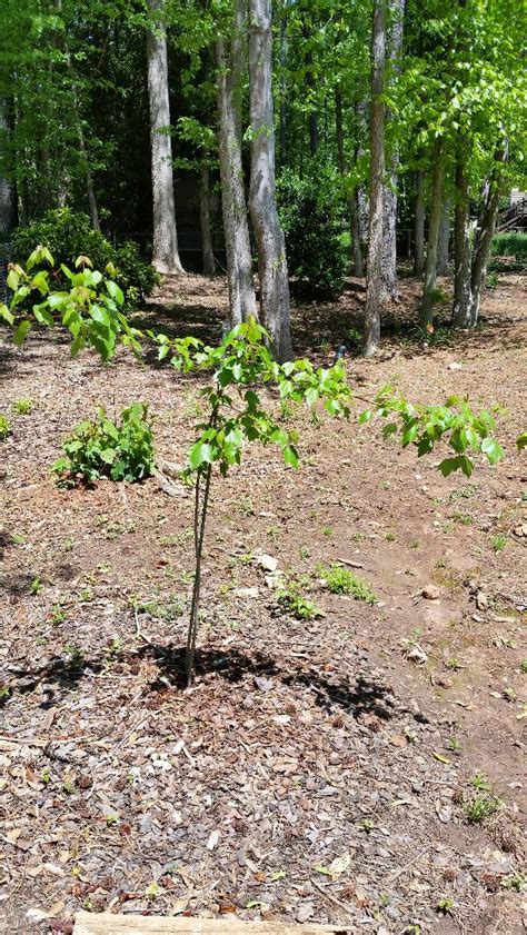 Image result for Sapling Pruning