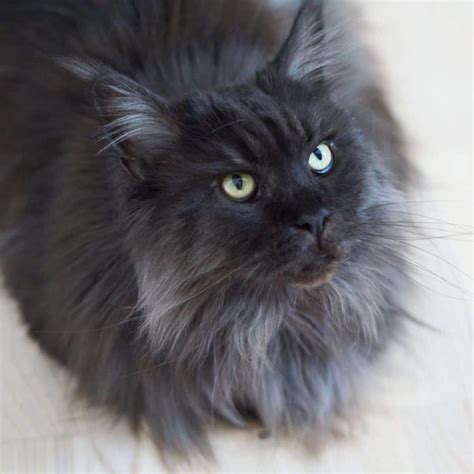 11 Adorable Pictures of Baby Gray Maine Coons - MaineCoon.org