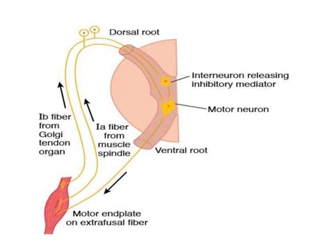 Image result for Spasticity Explained