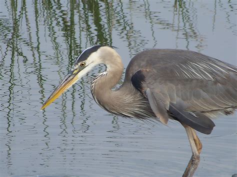 OC Birder Girl: San Joaquin Wildlife Sanctuary and Mason Regional Park