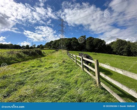 High on the Hills Near, Altar Lane, Bingley, UK Stock Photo - Image of plant, high: 303396584