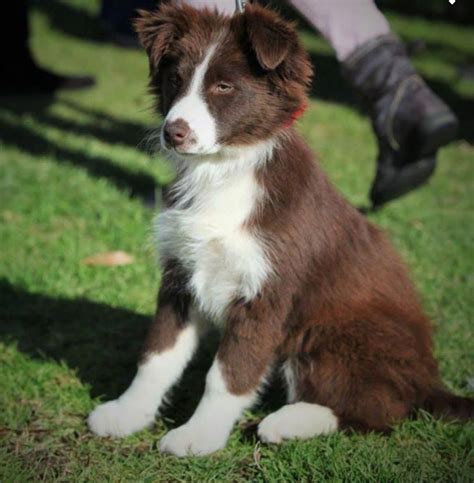 Border Collie Puppy Fur at Sofia Goldman blog