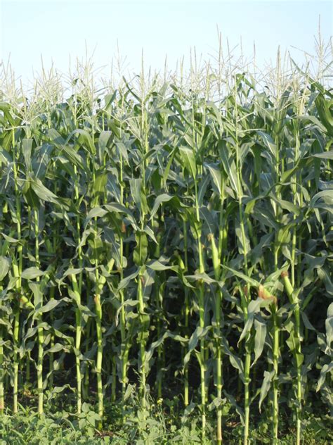 Types Of Stalks at Cooper Meares blog