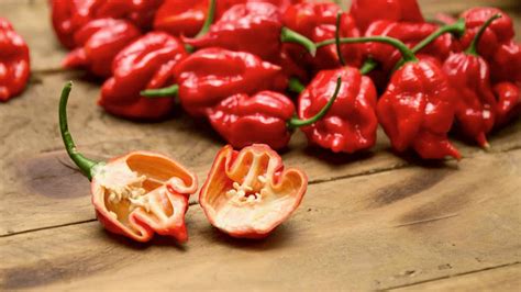 Trinidad Scorpion Pods