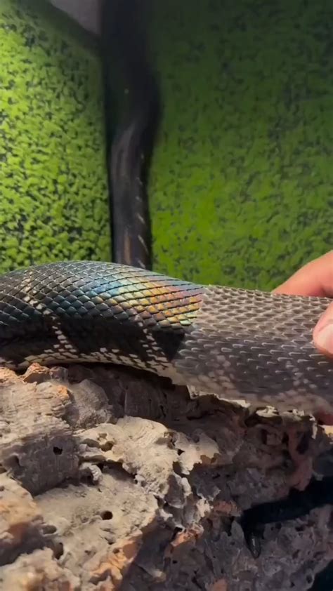 Image result for Stages Before a Python Sheds