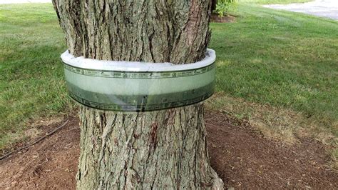 Lantern Fly Traps with Netting 的图像结果