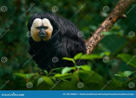 White-faced Saki, Pithecia Pithecia, Detail Portrait of Dark Black ...