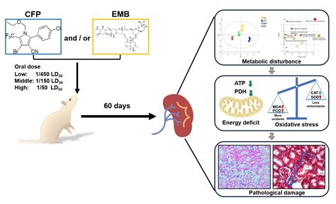 Subchronic Exposure to Low-Dose Chlorfenapyr and Emamectin Benzoate ...