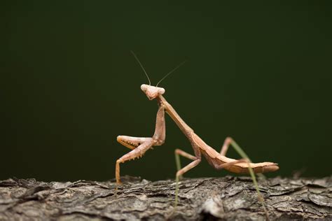 What to Know for Praying Mantis Mating Season | National Geographic