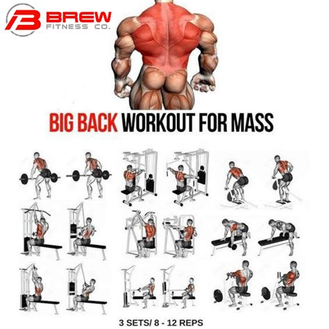 Image result for Workout Back Routine