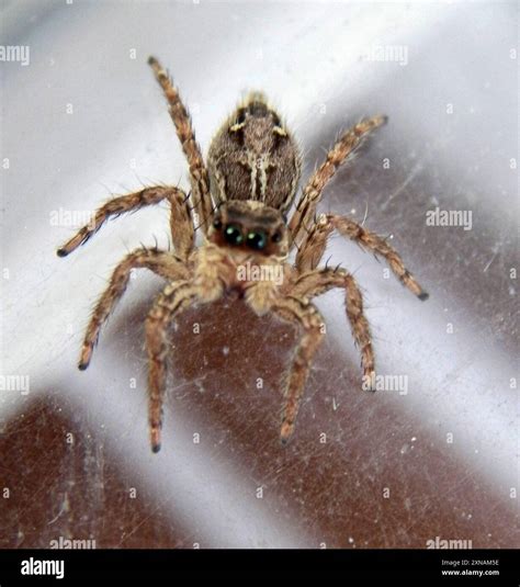 Pantropical Jumping Spider (Plexippus paykulli) Arachnida Stock Photo - Alamy
